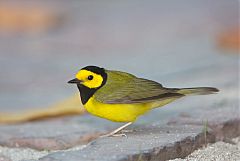 Hooded Warbler